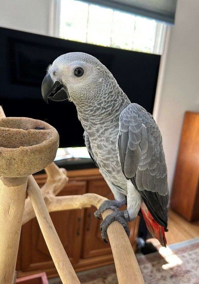 ZAZU ZAZU